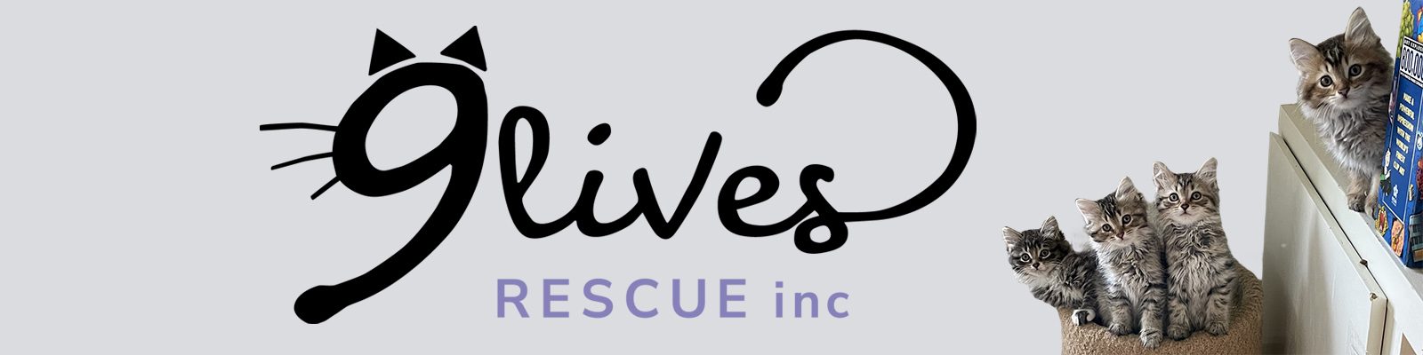 Cats at 9 Lives Rescue
