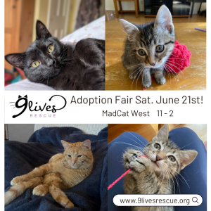 Adoption Fair on June 21 surrounded by photos of a black adult cat, an orange adult cat and two tabby kittens