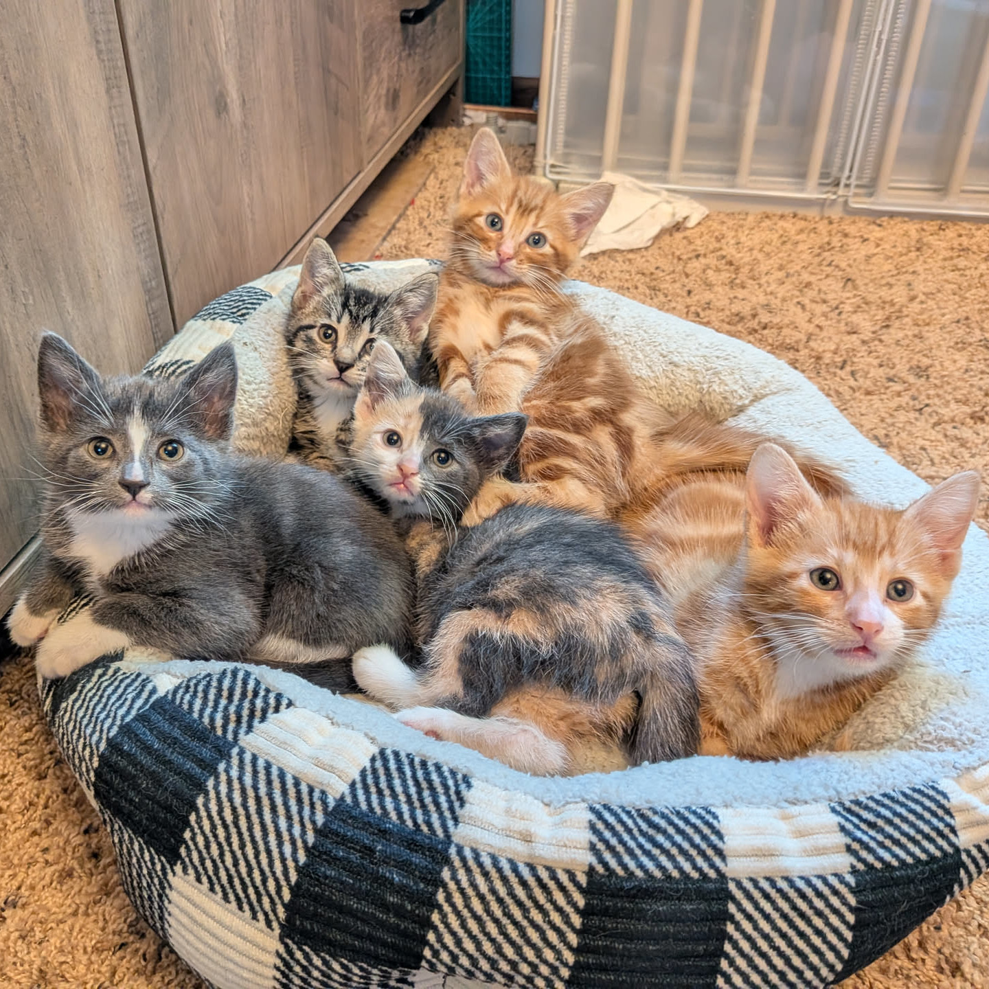 Adoptable Cats
